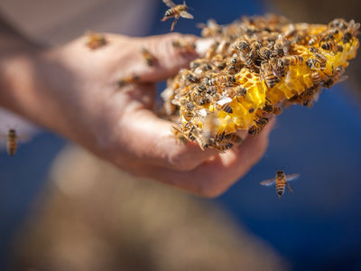 Some Good News About the Bee Crisis
