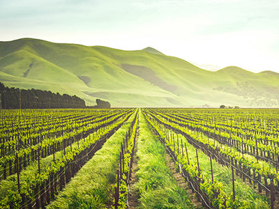 Five Groundbreaking Sustainability Trends to Watch For in 2022