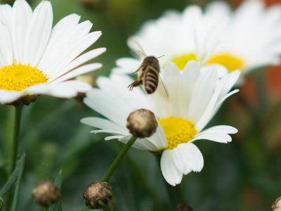 Bee the Change. World Honey Bee Day