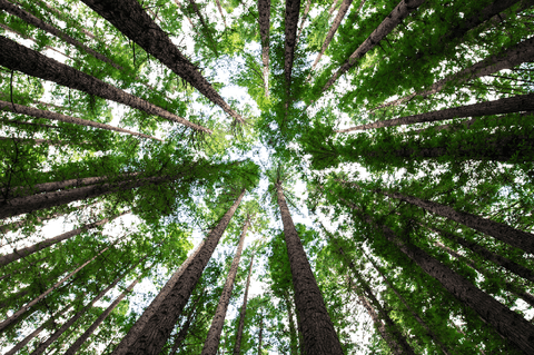 biomimicry 