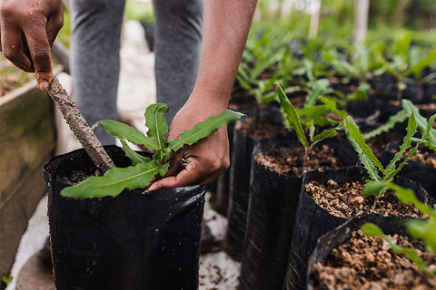 Planting and Gardening - The Shift