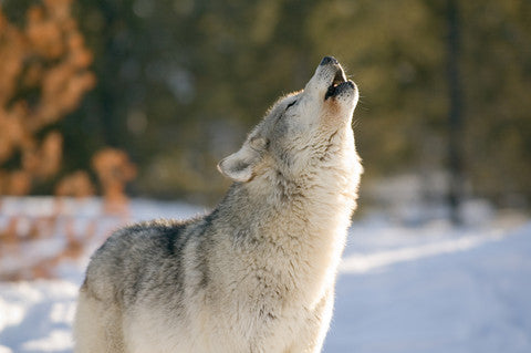 America's Gray Wolf
