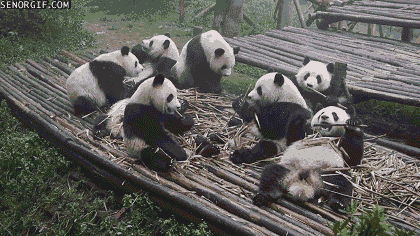 No-stress pandas GIF
