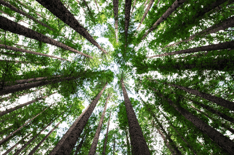 biomimicry 