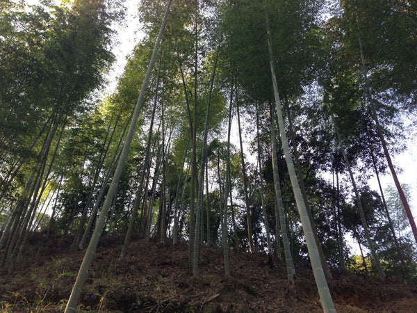 Sustainable bamboo used to produce eco-friendly bamboo products