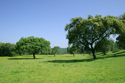 Bambu Home - Blog - Sample cork oak trees with bark used to make cutting boards